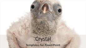  Presentation with old days - Colorful presentation design enhanced with griffon vulture gyps fulvus 4 backdrop and a mint green colored foreground