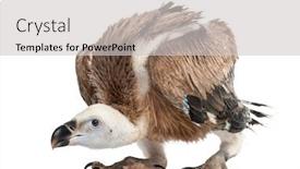  Presentation with last days - Colorful presentation design enhanced with griffon-vulture-gyps-fulvus-61 backdrop and a light gray colored foreground