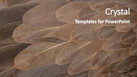  Presentation with texture - Amazing slide deck having griffon vulture gyps fulvus plumage backdrop and a violet colored foreground