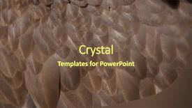  Presentation with oak door texture and - Amazing PPT layouts having griffon vulture gyps fulvus plumage backdrop and a tawny brown colored foreground