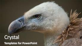  Presentation with climate vegetation and wildlife - Colorful presentation design enhanced with griffon vulture gyps fulvus wildlife backdrop and a tawny brown colored foreground