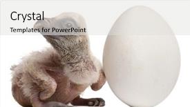  Presentation with old days - Slide set enhanced with griffon vulture with his egg background and a light gray colored foreground