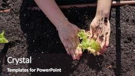  Presentation with orchard - Audience pleasing slides consisting of gril hands planting lettuce backdrop and a dark gray colored foreground