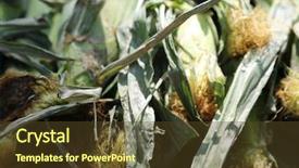  Presentation with food bbq - Cool new slide deck with grilled at a county fair backdrop and a tawny brown colored foreground