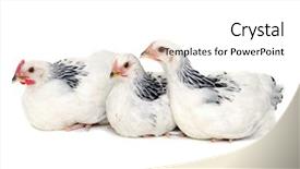  Presentation with baby chickens little cute chicks - Audience pleasing theme consisting of grippe aviaire - chickens is resting backdrop and a white colored foreground