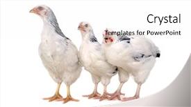  Presentation with white - Colorful slide set enhanced with grippe aviaire - chickens is standing and looking backdrop and a white colored foreground