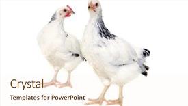  Presentation with chicken poultry farm white layer - Beautiful PPT theme featuring grippe aviaire - chickens is standing and looking backdrop and a cream colored foreground