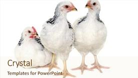  Presentation with chicken poultry farm white layer - Presentation theme featuring grippe aviaire - chickens is standing and looking background and a cream colored foreground