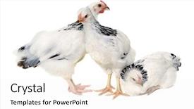 Presentation with chicken poultry farm white layer - Presentation design consisting of grippe aviaire - chickens is standing and looking background and a white colored foreground