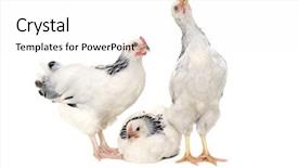  Presentation with chicken poultry farm white layer - Amazing slide set having grippe aviaire - chickens is standing and looking backdrop and a white colored foreground