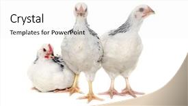  Presentation with chicken poultry farm white layer - Cool new slide set with grippe aviaire - chickens is standing and looking backdrop and a white colored foreground