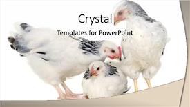  Presentation with chicken poultry farm white layer - Colorful presentation theme enhanced with grippe aviaire - chickens is standing and looking backdrop and a  colored foreground