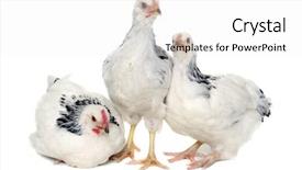  Presentation with chicken poultry farm white layer - PPT theme enhanced with grippe aviaire - chickens is standing and looking background and a white colored foreground