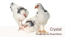  Presentation with chicken poultry farm white layer - Presentation design having grippe aviaire - chickens is standing and looking background and a lemonade colored foreground