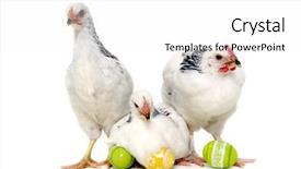  Presentation with chicken poultry farm white layer - Presentation design consisting of wrapping on the wonderful background and a mint green colored foreground