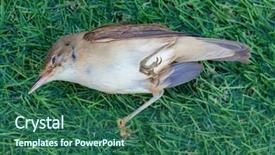  Presentation with dead cows - Slides enhanced with grippe aviaire - dead small brown bird background and a ocean colored foreground