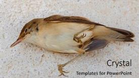  Presentation with dead end street - Beautiful slides featuring grippe aviaire - dead small brown bird backdrop and a light gray colored foreground