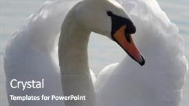  Presentation with elegant green white romantic - Amazing slide set having grippe aviaire - elegant white swan posing backdrop and a gray colored foreground