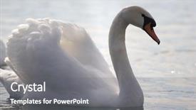  Presentation with pond - Colorful theme enhanced with grippe aviaire - elegant white swan backdrop and a gray colored foreground