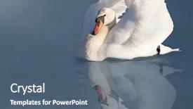  Presentation with elegant green white romantic - Amazing presentation theme having grippe aviaire - elegant white swan backdrop and a ocean colored foreground