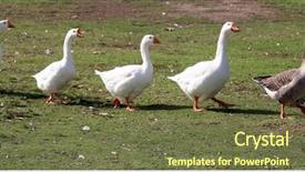  Presentation with geese - Presentation theme with grippe aviaire - five geese walk in single background and a  colored foreground