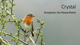  Presentation with spring tree - Audience pleasing presentation theme consisting of grippe aviaire - robin sitting on the branch backdrop and a light gray colored foreground