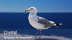 Presentation with sea - Presentation theme having grippe aviaire - sea gull portrait background and a  colored foreground