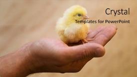  Presentation with hand palm - Audience pleasing presentation design consisting of grippe aviaire - yellow small chicken backdrop and a  colored foreground