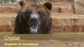  Presentation with plants animals - Audience pleasing theme consisting of grizzlies are immense bears weighing backdrop and a coral colored foreground