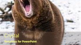  Presentation with winter weather - Colorful presentation design enhanced with grizzly-bear-enjoys-the-winter backdrop and a tawny brown colored foreground