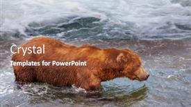  Presentation with brown bear - Beautiful slide deck featuring grizzly-bear-hunting-salmon backdrop and a tawny brown colored foreground