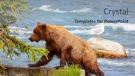  Presentation with brown bear - Cool new PPT theme with grizzly-bear-hunting-salmon backdrop and a light blue colored foreground