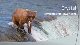  Presentation with brown bear - Beautiful theme featuring grizzly-bear-hunting-salmon backdrop and a gray colored foreground