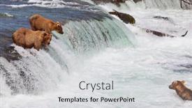  Presentation with hunting - Audience pleasing PPT layouts consisting of grizzly-bear-hunting-salmon backdrop and a light gray colored foreground