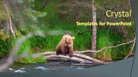  Presentation with brown bear - Presentation design featuring grizzly-bear-hunting-salmon background and a tawny brown colored foreground