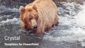  Presentation with hunting - Theme featuring grizzly-bear-hunting-salmon background and a gray colored foreground