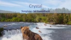  Presentation with brown bear - Slide deck featuring grizzly-bear-hunting-salmon background and a light blue colored foreground