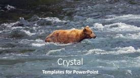  Presentation with brown bear - Audience pleasing PPT theme consisting of grizzly-bear-hunting-salmon backdrop and a gray colored foreground