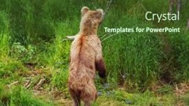  Presentation with brown bear - Slide set with grizzly-bear-hunting-salmon background and a tawny brown colored foreground