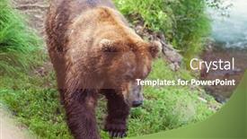  Presentation with brown bear - Audience pleasing theme consisting of grizzly-bear-hunting-salmon backdrop and a tawny brown colored foreground
