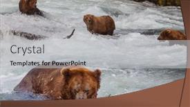  Presentation with brown bear - Presentation theme having grizzly-bear-hunting-salmon background and a light gray colored foreground