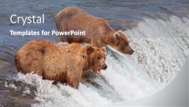  Presentation with brown bear - Theme having grizzly-bear-hunting-salmon background and a gray colored foreground