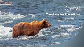  Presentation with hunting - PPT theme with grizzly-bear-hunting-salmon background and a ocean colored foreground