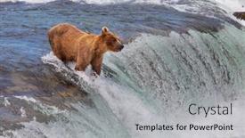  Presentation with brown bear - Presentation theme consisting of grizzly-bear-hunting-salmon background and a light gray colored foreground