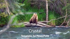  Presentation with brown bear - Beautiful slide set featuring grizzly-bear-hunting-salmon backdrop and a gray colored foreground