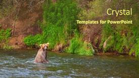  Presentation with brown bear - Presentation design consisting of grizzly-bear-hunting-salmon background and a tawny brown colored foreground