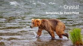  Presentation with brown bear - Beautiful PPT theme featuring grizzly-bear-hunting-salmon backdrop and a gray colored foreground