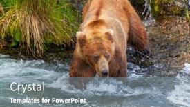  Presentation with brown bear - Slide set having grizzly-bear-hunting-salmon background and a seafoam green colored foreground