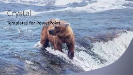  Presentation with brown bear - Audience pleasing presentation design consisting of grizzly-bear-hunting-salmon backdrop and a light blue colored foreground