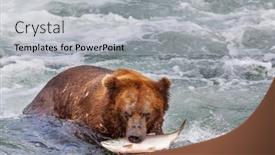  Presentation with brown bear - Amazing presentation theme having grizzly-bear-hunting-salmon backdrop and a light gray colored foreground